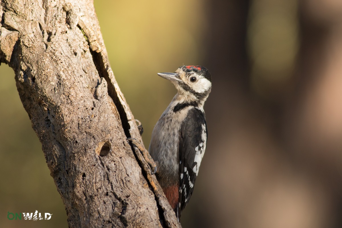 Great Spotted Woodpecker - ML377172171