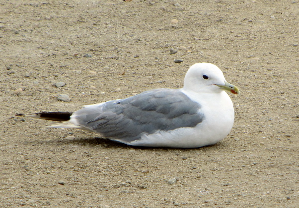 Gaviota Californiana - ML37717231