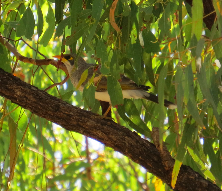 Yellow-throated Miner - ML37717261