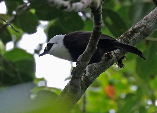 Sumatran Laughingthrush - ML377172651