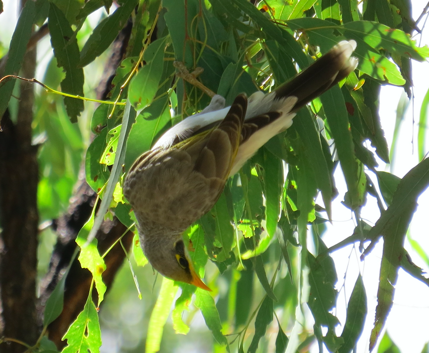 Yellow-throated Miner - ML37717271