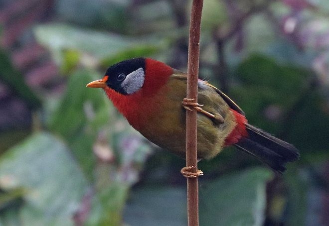 Silver-eared Mesia (Sumatran) - ML377172721