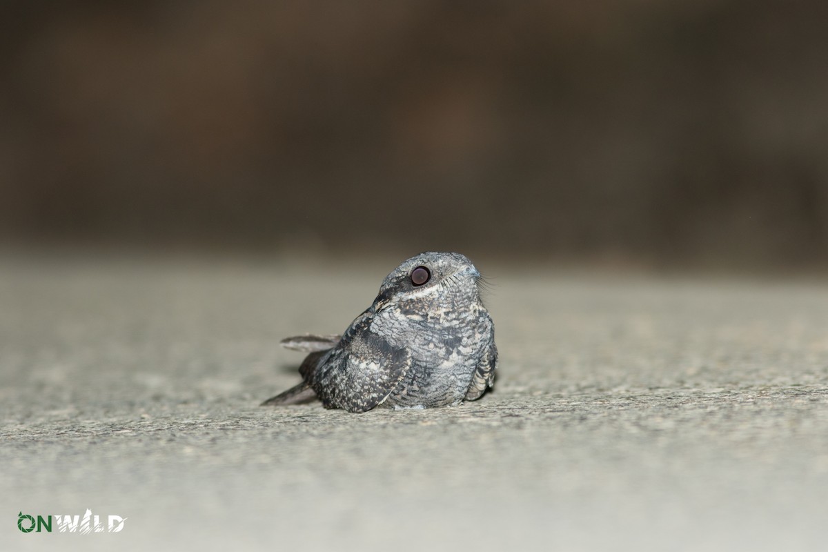 Eurasian Nightjar - ML377173561