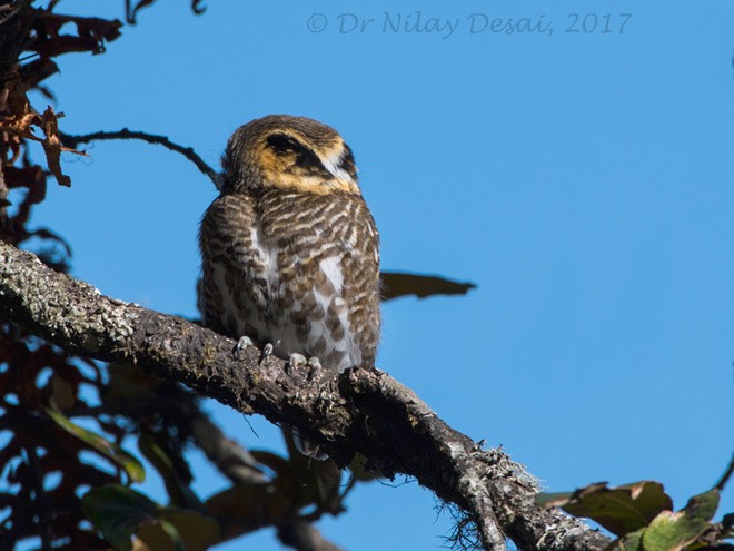 Collared Owlet - Nilay Desai