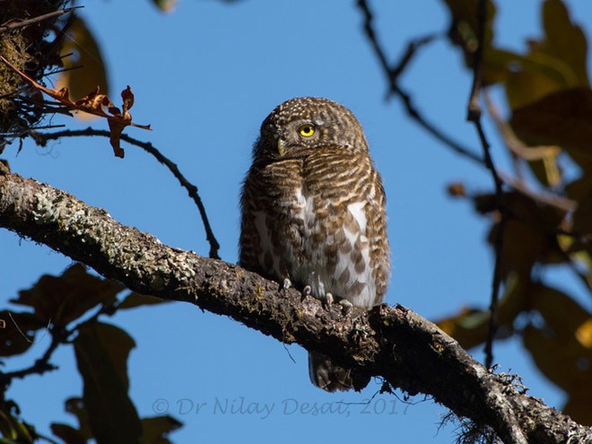 Collared Owlet - Nilay Desai