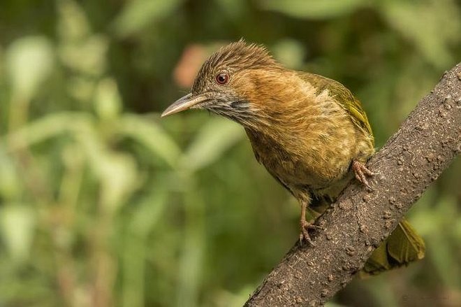Mountain Bulbul - Arpit Bansal