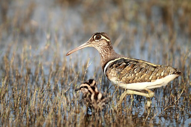 Greater Painted-Snipe - Chandrasri Narampanawa