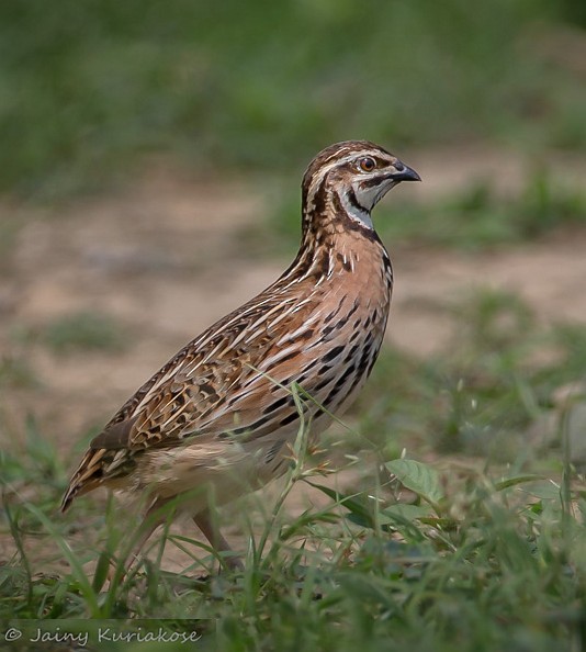 Rain Quail - ML377175101