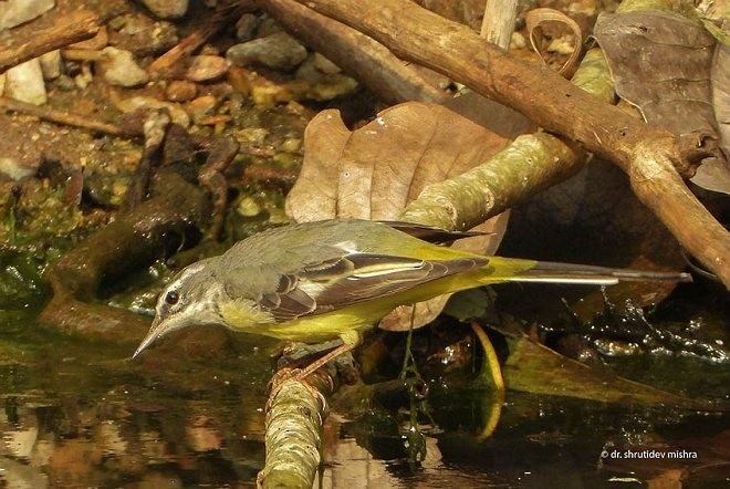 Уулын цэгцгий - ML377175171