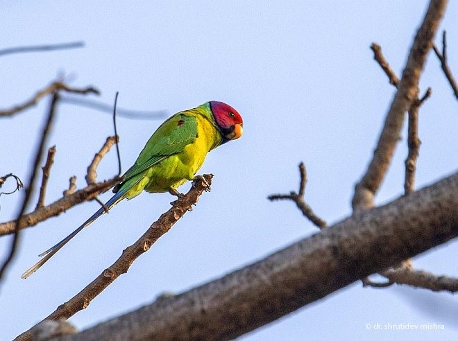 Plum-headed Parakeet - ML377175241