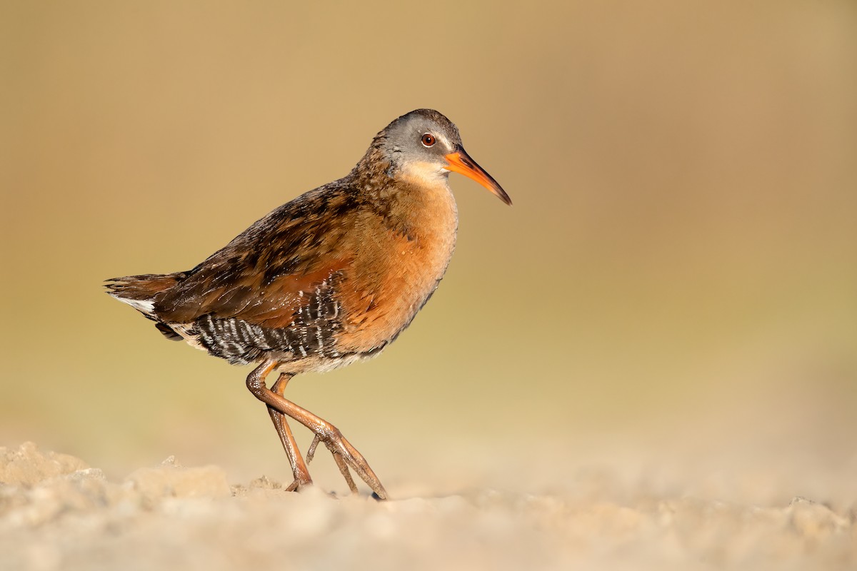 Virginia Rail - Dorian Anderson