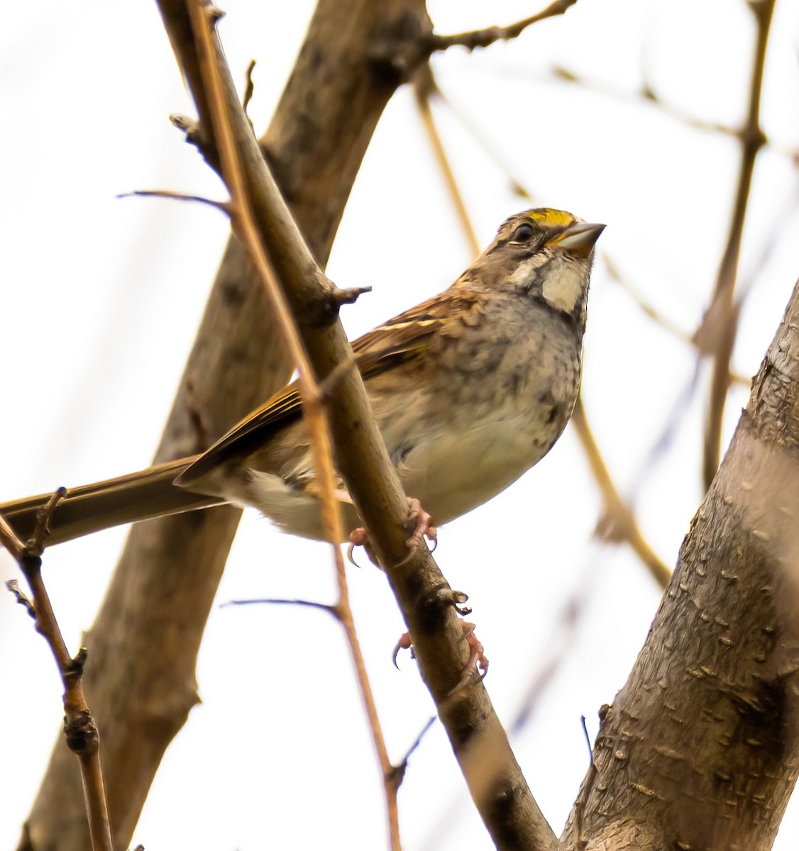 White-throated Sparrow - ML377176051
