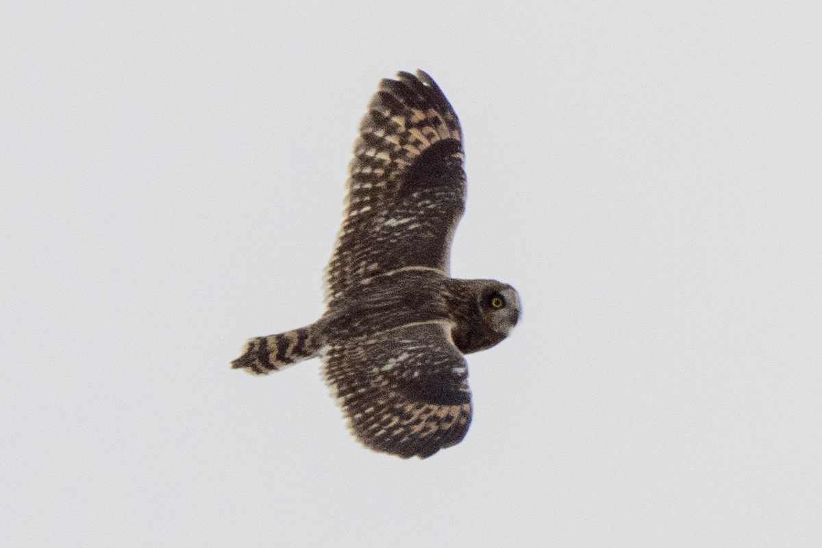 Short-eared Owl - ML377176641