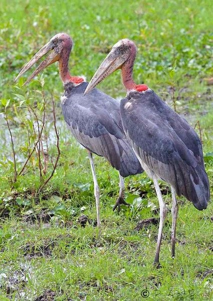 Greater Adjutant - Arpit Bansal