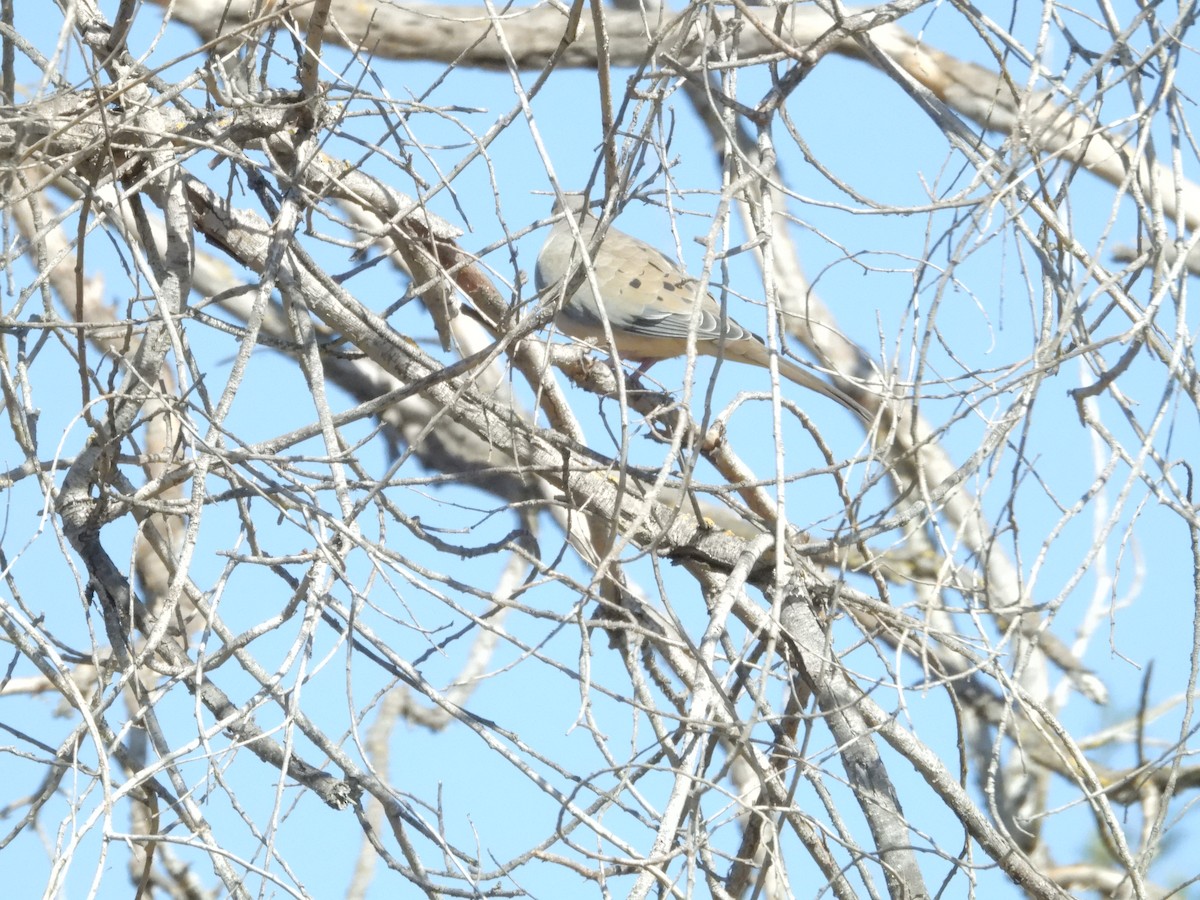 Mourning Dove - Howard Friedman