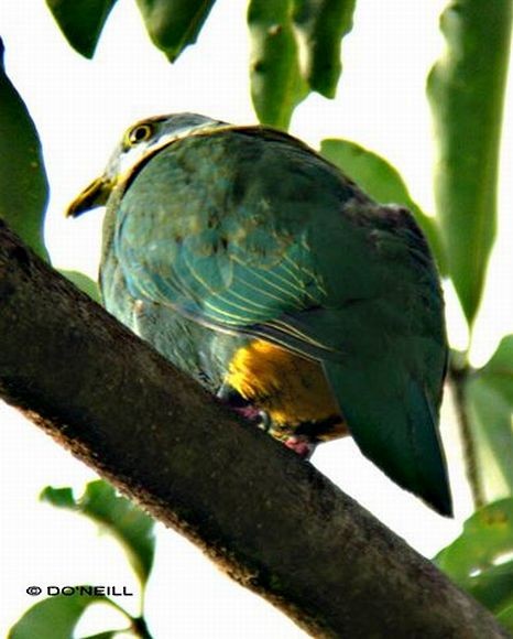 Black-naped Fruit-Dove - Daisy O'Neill