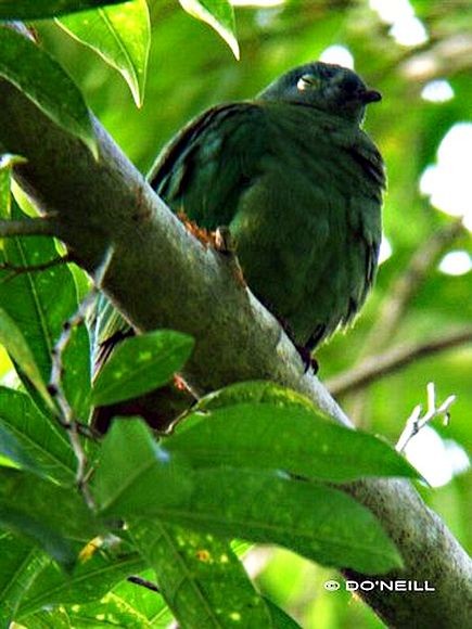 Black-naped Fruit-Dove - ML377178641