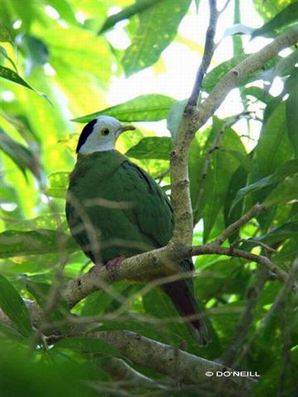 Black-naped Fruit-Dove - ML377178681