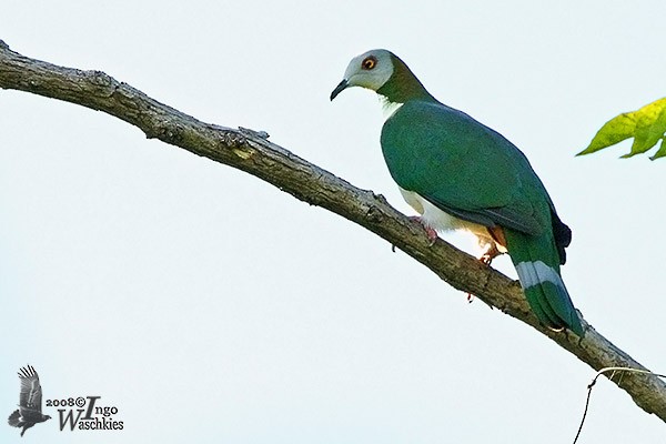 White-bellied Imperial-Pigeon - ML377179051