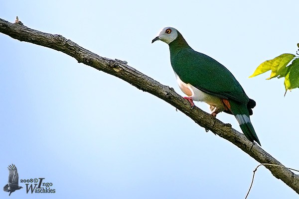 White-bellied Imperial-Pigeon - ML377179071
