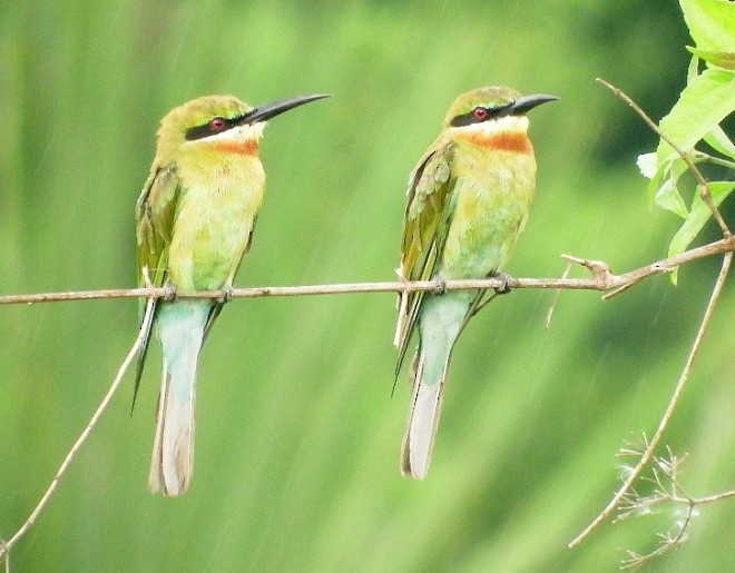 Blue-tailed Bee-eater - ML377179551