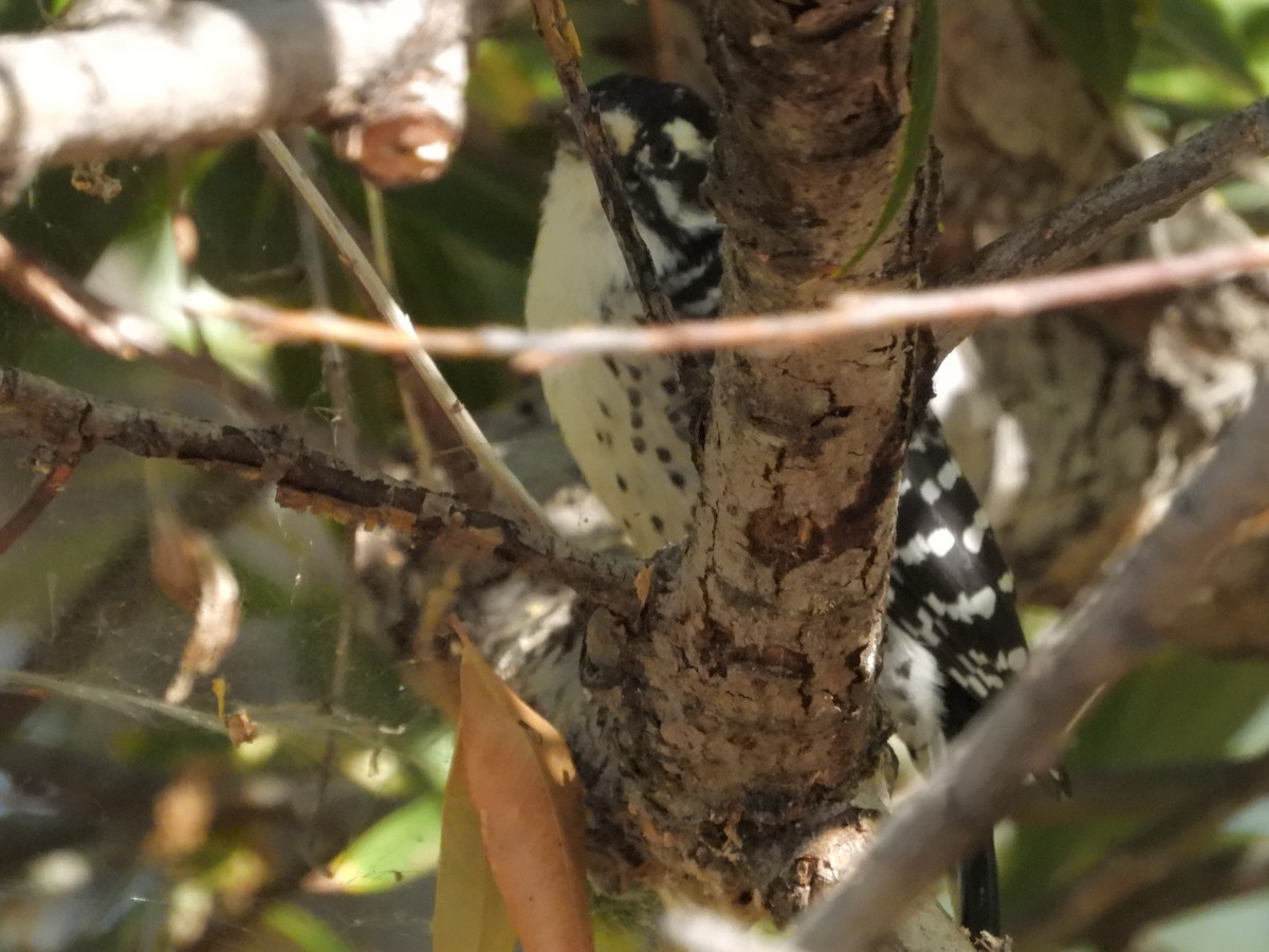 Nuttall's Woodpecker - ML377179951