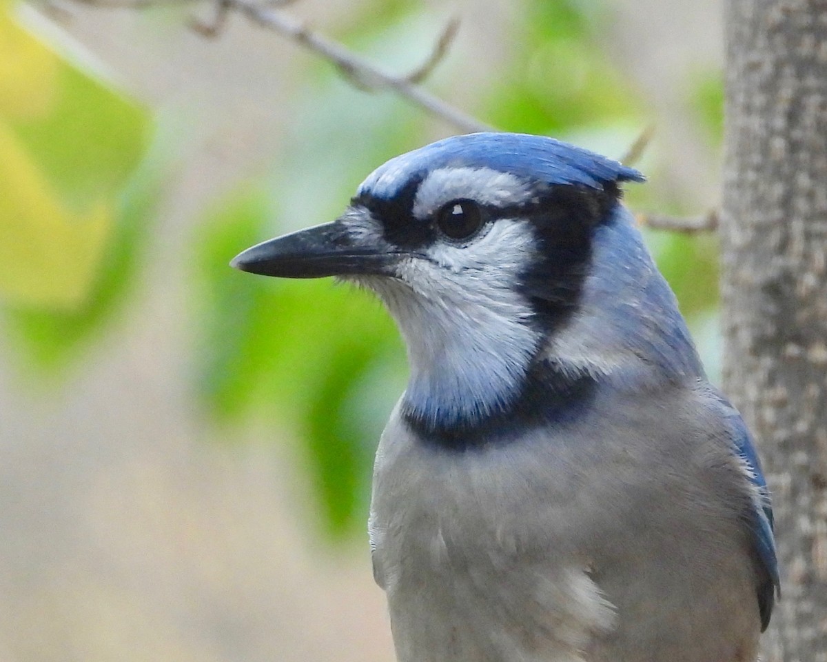 Blue Jay - ML377180931