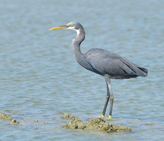 Western Reef-Heron (Eastern) - ML377181101