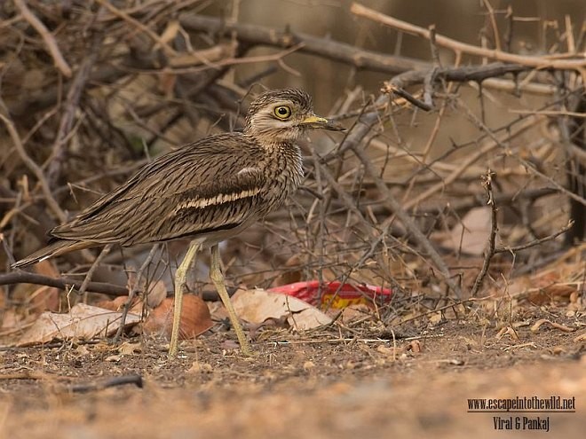 Indian Thick-knee - ML377181221