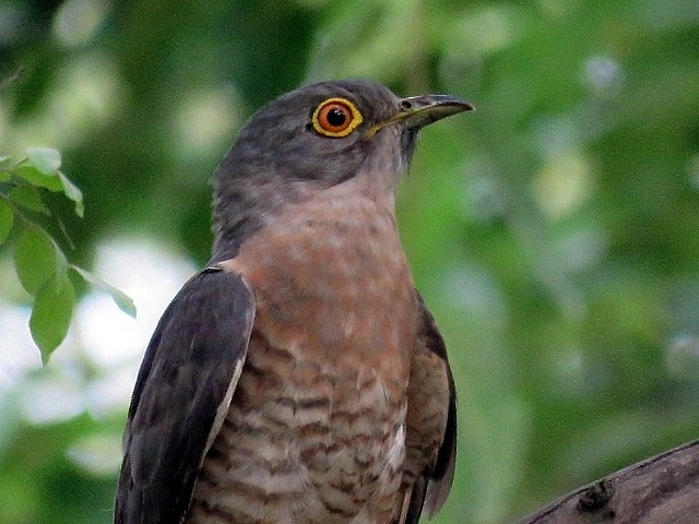 Common Hawk-Cuckoo - ML377182581