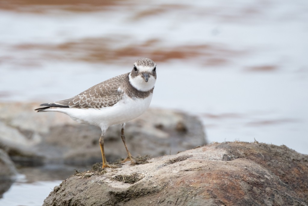 Semipalmated Plover - ML377182601