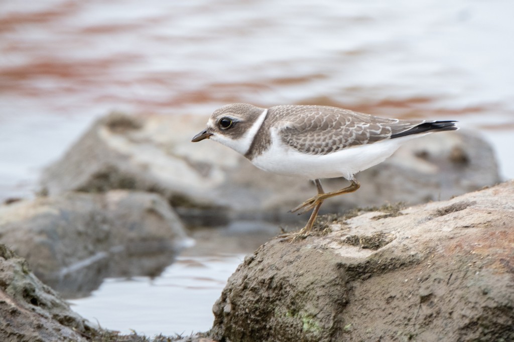 Semipalmated Plover - ML377182611