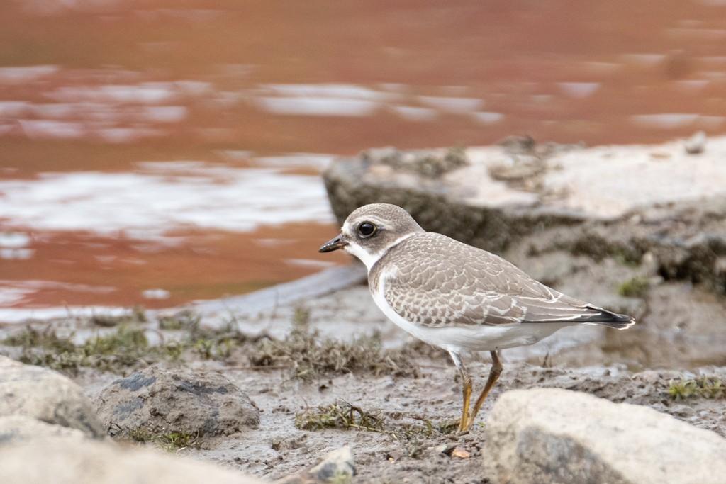 Semipalmated Plover - ML377182621