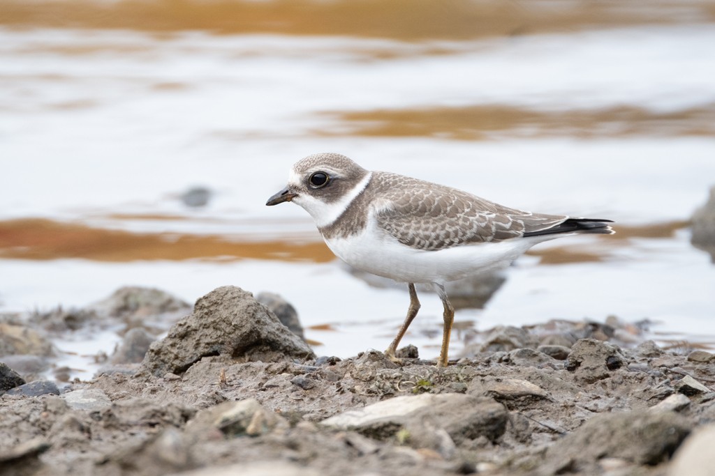Semipalmated Plover - ML377182641