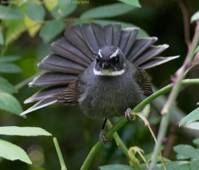 White-throated Fantail - ML377184671