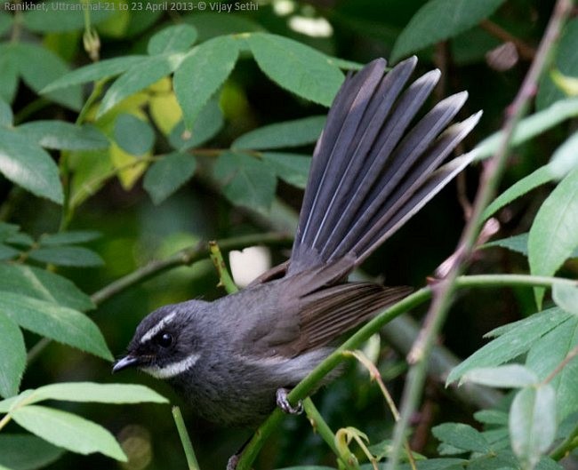 White-throated Fantail - ML377184751