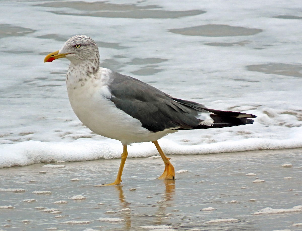 Lesser Black-backed Gull - Shilo McDonald