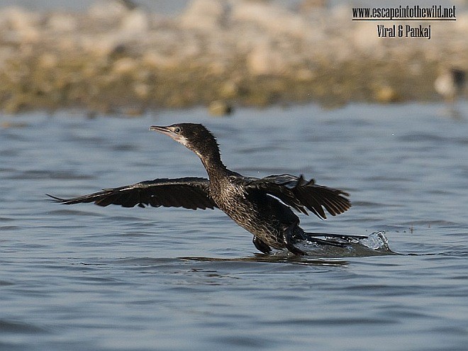 Little Cormorant - ML377185321