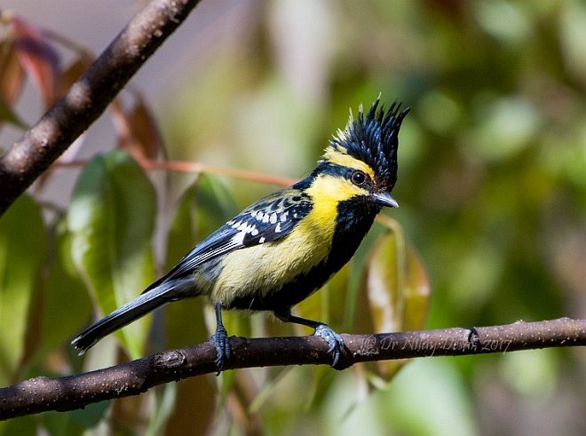 Mésange à joues jaunes - ML377185421