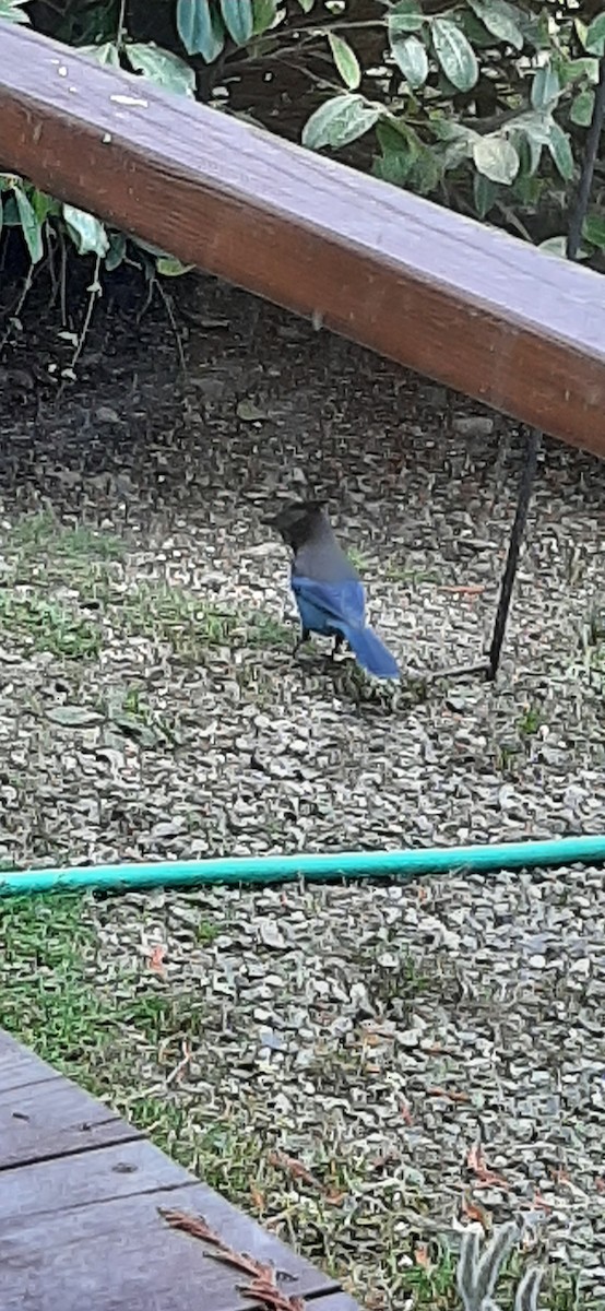 Steller's Jay - ML377185931