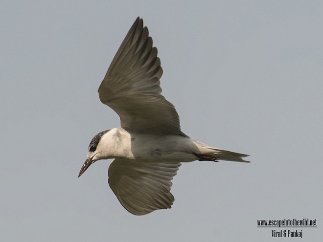 Whiskered Tern - ML377187251