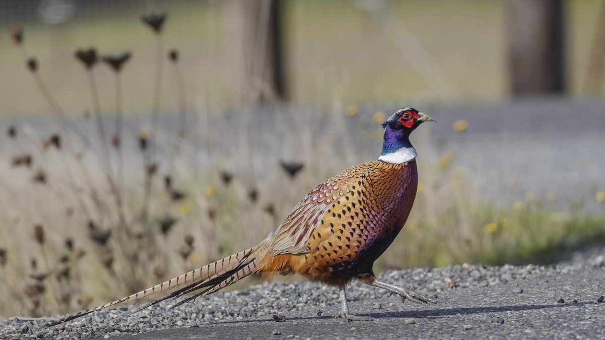 Ring-necked Pheasant - Eric Ellingson