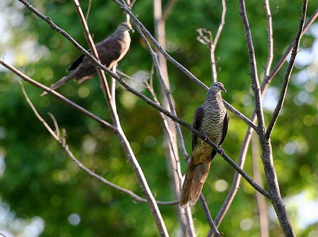 Tanimbar Cuckoo-Dove - ML377188851