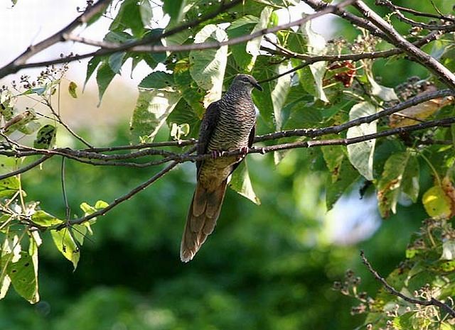 Tanimbar Cuckoo-Dove - ML377188871