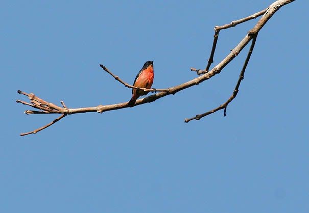 Pink-breasted Flowerpecker - ML377188921