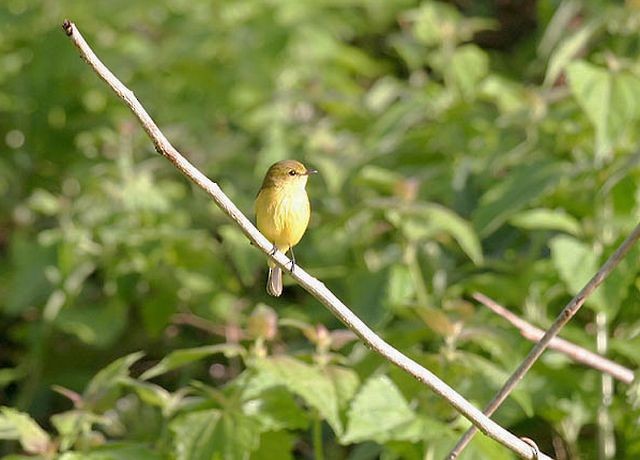 Golden-bellied Flyrobin - ML377188941