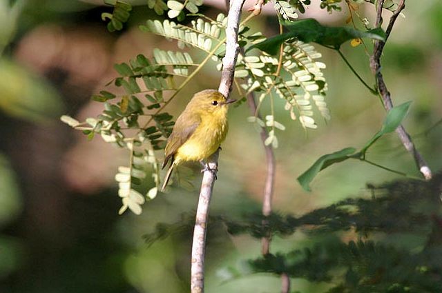 Golden-bellied Flyrobin - ML377188951