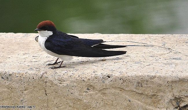 Wire-tailed Swallow - ML377189051