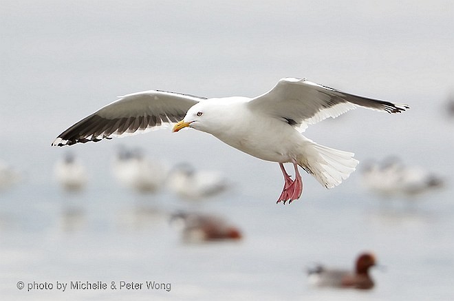 Slaty-backed Gull - ML377189781
