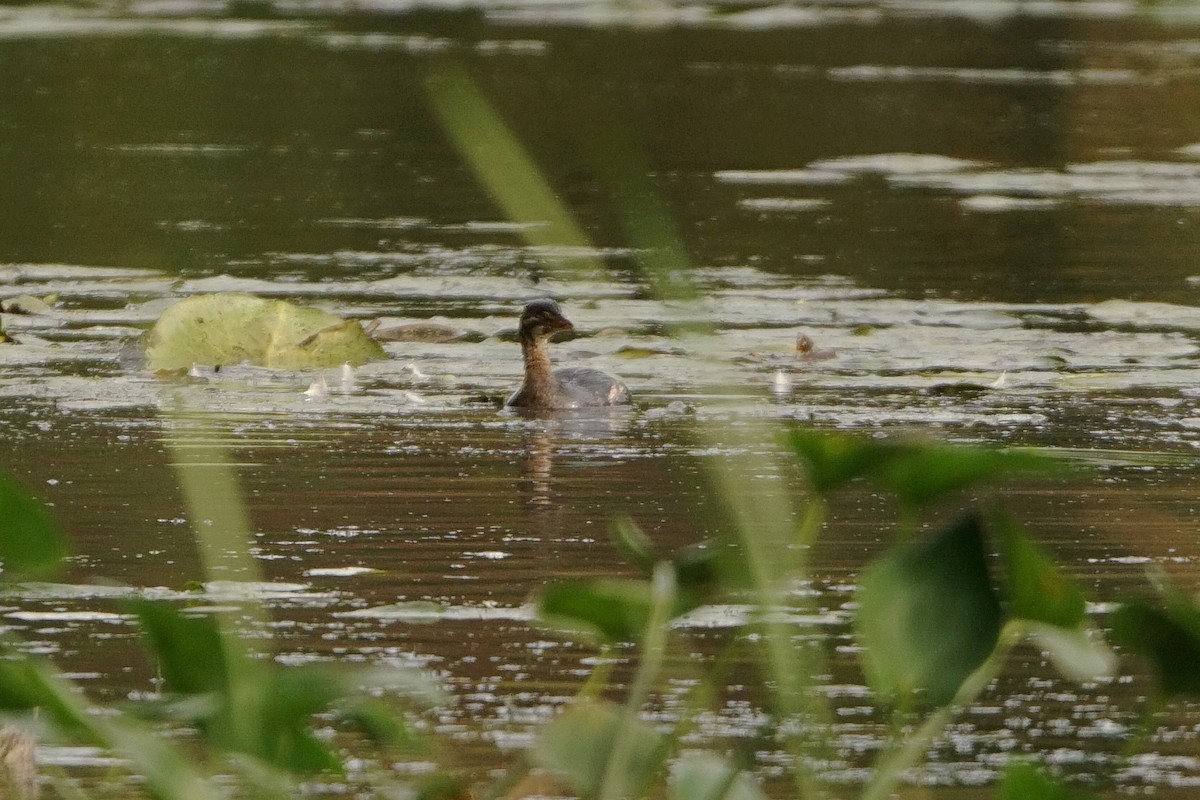 Pied-billed Grebe - ML377190071